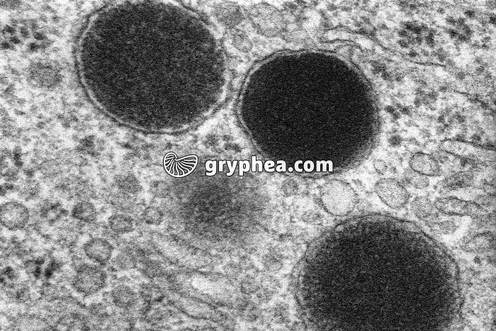 Grains de sécrétion MET X 60000 - gryphea.com